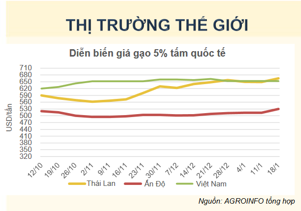 thi truong gạo thế giới_1705993203.PNG